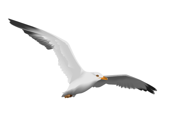 https://aldertont20.neocities.org/pictures%202/seagull.png